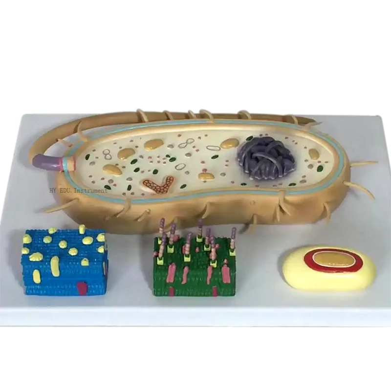 Bacteria Model an Enlarged Model of Bacterial Morphology and Structure
