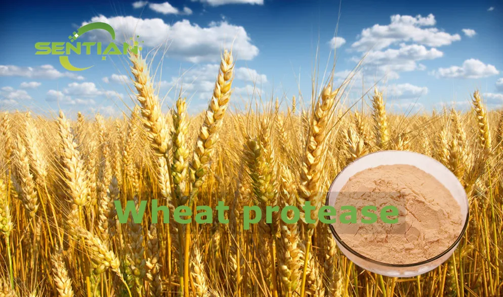 Food Enzymes Improved Solubility Emulsification And Foaming Wheat