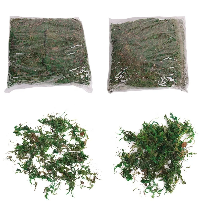 Wholesale Green Moss Real Natural Dried Moss for Orchid Vase