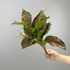 Red 14-leaf evergreen