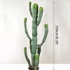 250cm/8.2ft