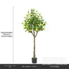 4ft lemon tree