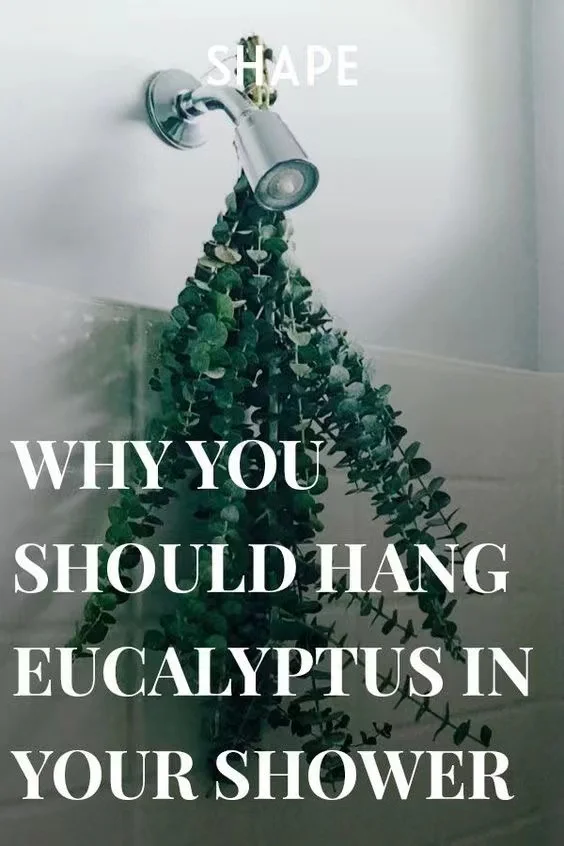 Fuyuan Fresh Eucalyptus Bundle Hanging For Shower Dried Eucalyptus