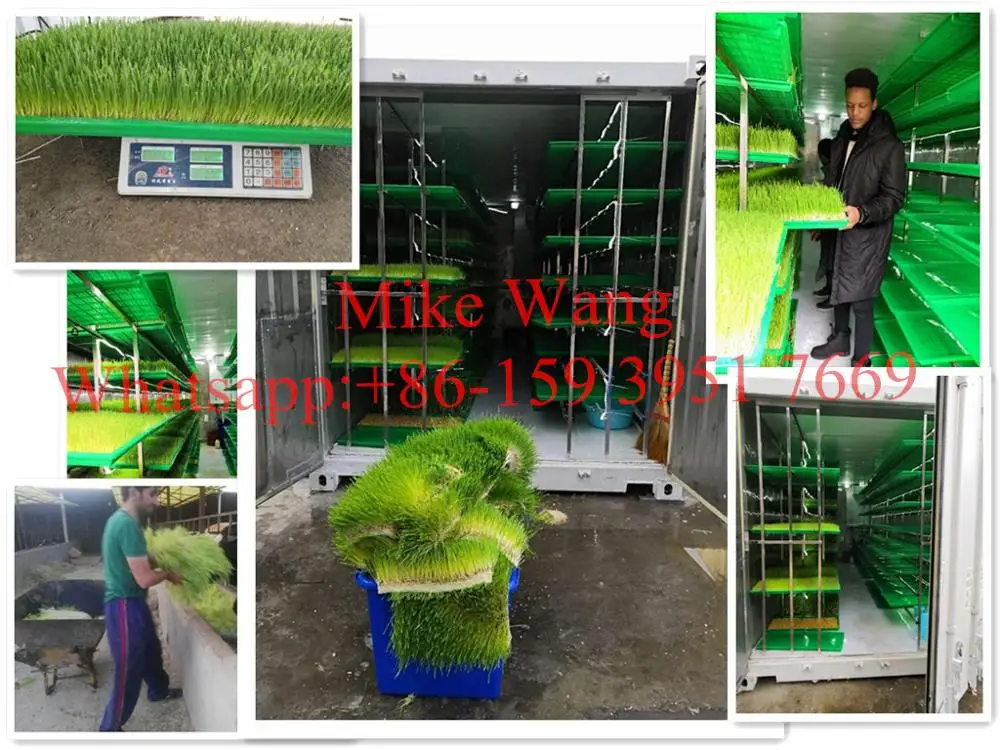 Container Type Automatic Barley Green Grass Hydroponic Fodder Solutions Price