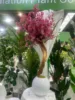 180cm true trunk cherry blossom tree 2 (No pot)