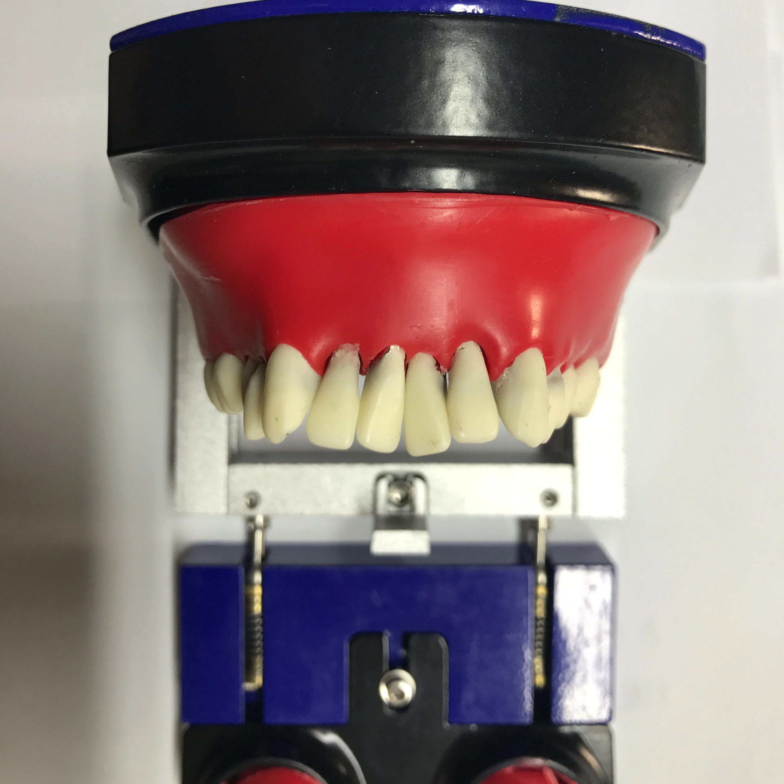 Orthodontic Practice Typodont with Wax and Teeth