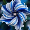 3# Blue