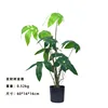 Bonsái de Árbol del Dinero Pequeño - 60cm (Precio Promocional)