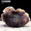 Coral en forma de pastel
