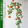 Orange French rose vine, 1.8 meters tall, with branches.