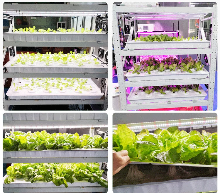 Indoor Vertical Grow Rack System Seed Starting 1.2mx0.6m Microgreens 28 Holes Grow Trays With