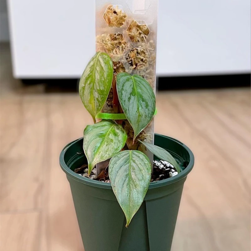 Новая идея для тех, кто увлекается 2022 пластмассы мох полюс стекируемые вьющееся растение опоры для комнатных растений криперы мох палочки