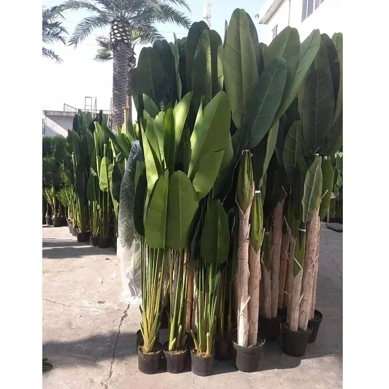 Ravenala Madagascariensis Tree China Manufacturer - China Ravenala