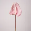 Soft gum anthurium-milk powder