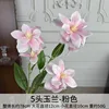 5 teste di magnolia
