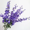 Viola Blu