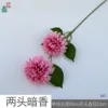 WJ de dos cabezas, sutilmente fragante, rosa medio