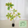 croton de jardín