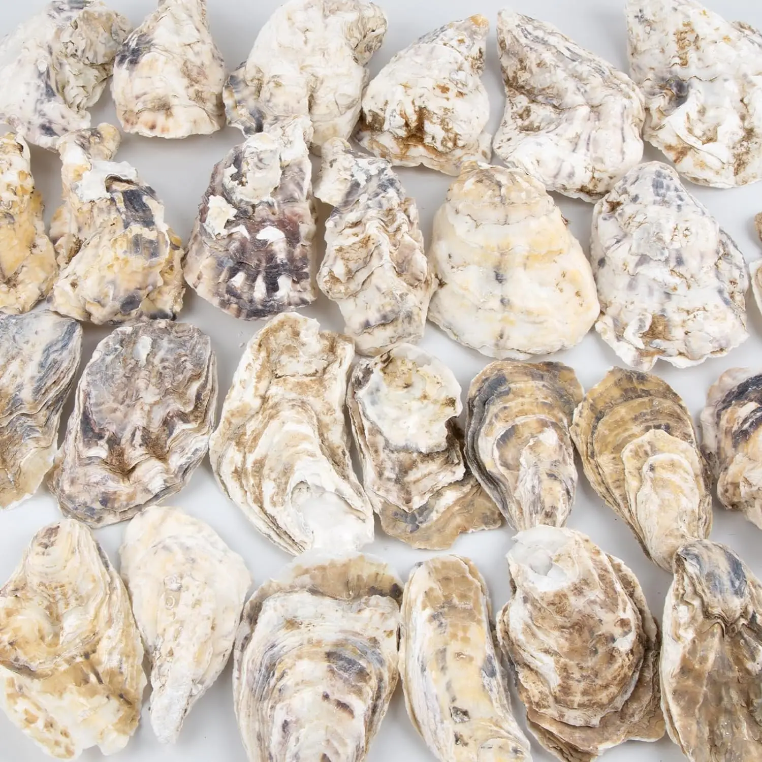 Oyster Shell Bulk Natural Small Pearl Oyster Shells for Crafts DIY Arts Xmas Ornaments
