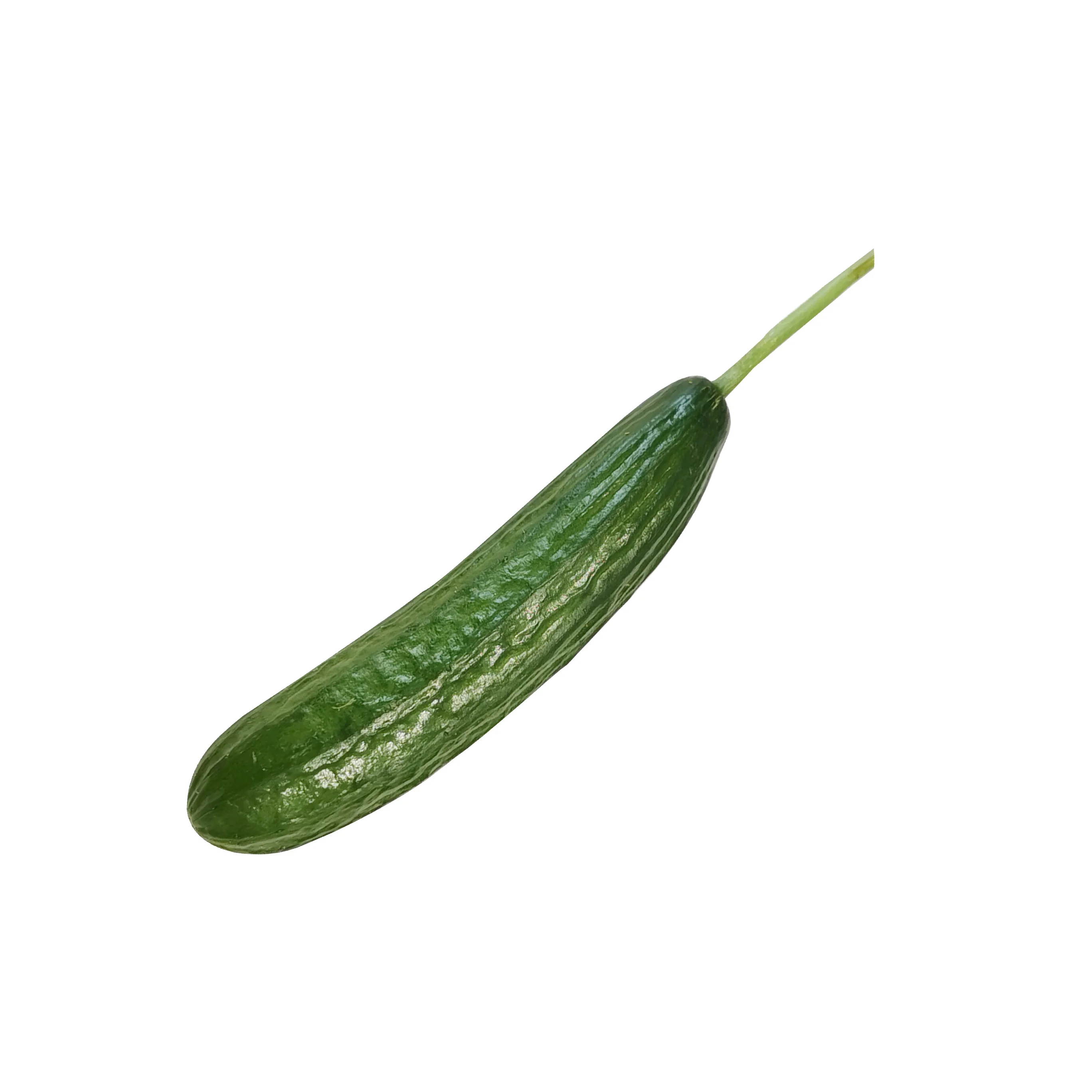 cucumber new carton chongqing top grade 10 cm 5 kg nature green