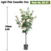 120cm(3.9ft) Light Pink Camellia Tree