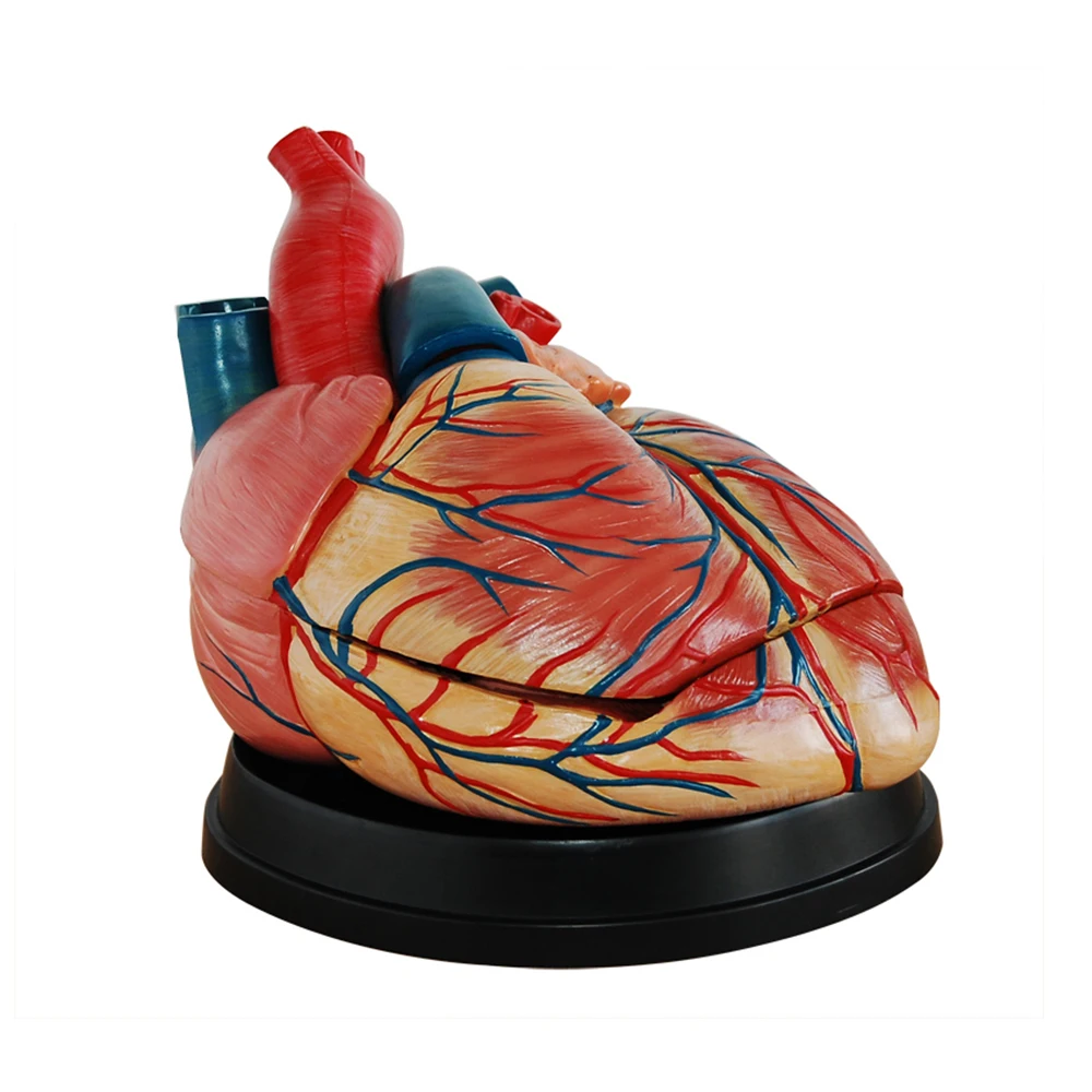 Medical Teaching Display Big Human Anatomical Heart Model For Classroon Study