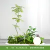 Aménagement paysager de plantes vertes de type f-jacaranda avec lumières