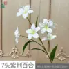 Lirio Bauhinia de 7 cabezas LYS Blanco