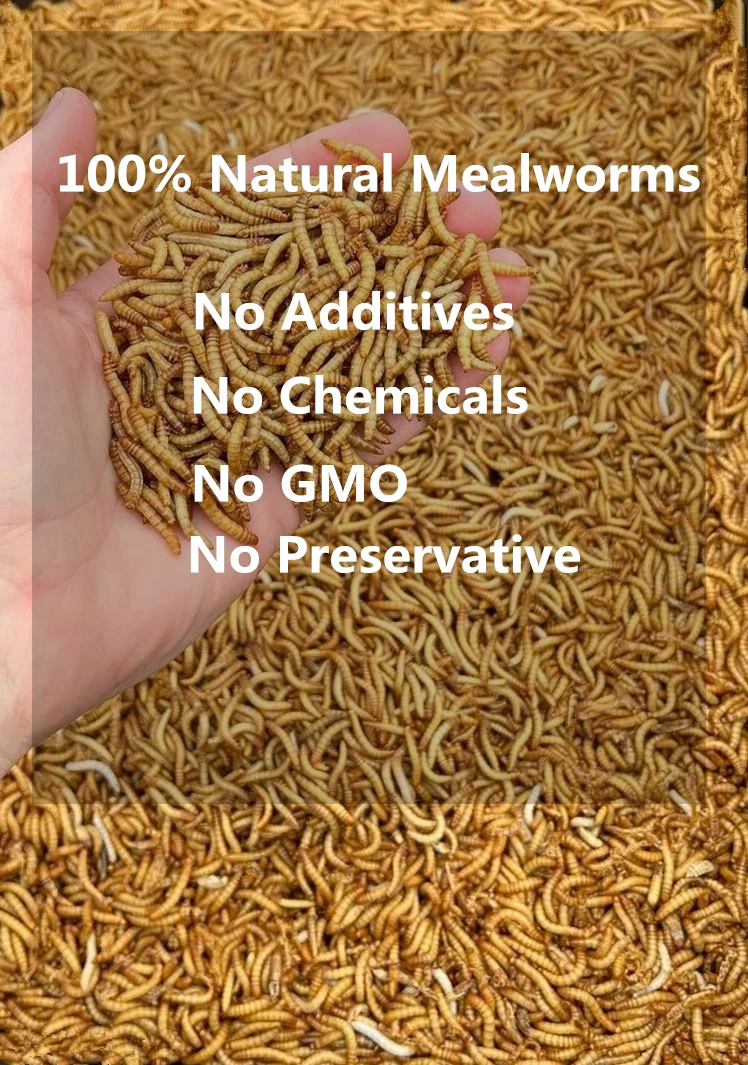 Bulk Fish Meal Mealworm 25kg Mealworm With Private Label Dried