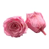 rose pink