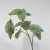 Green taro leaves c