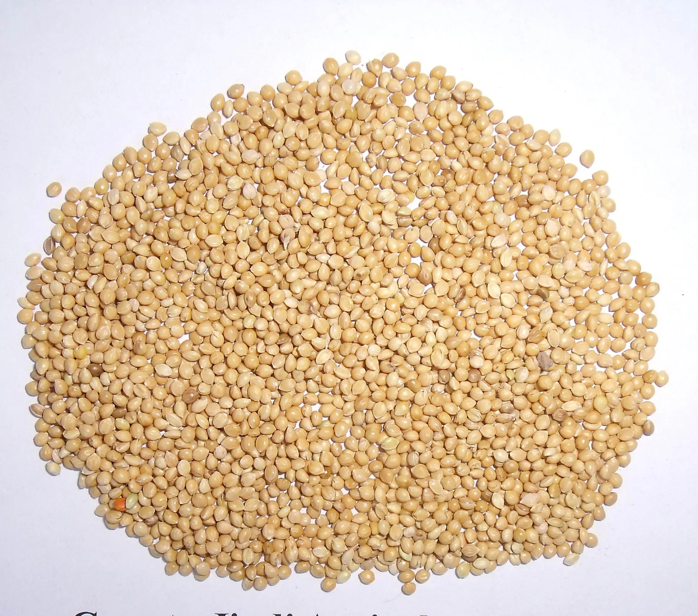 yellow millet bird food