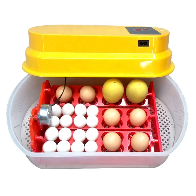 Инкубатор Weiqian. Mini Egg incubator на 12 яиц. Инкубатор для яиц wq01. Мини инкубатор для яиц детский рыжий.