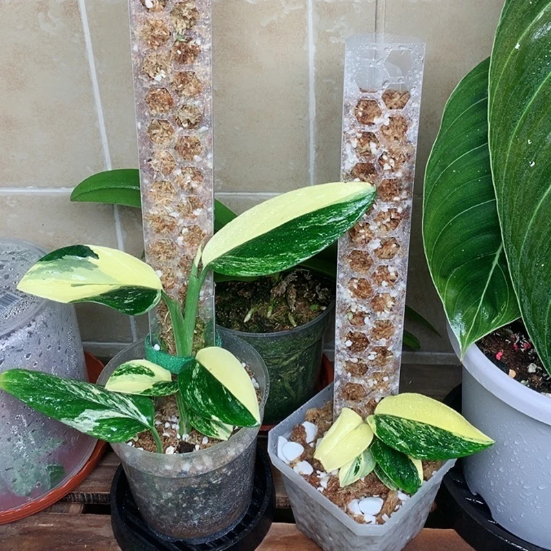 Новая идея для тех, кто увлекается 2022 пластмассы мох полюс стекируемые вьющееся растение опоры для комнатных растений криперы мох палочки