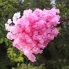 Petalo rosa a 2 strati