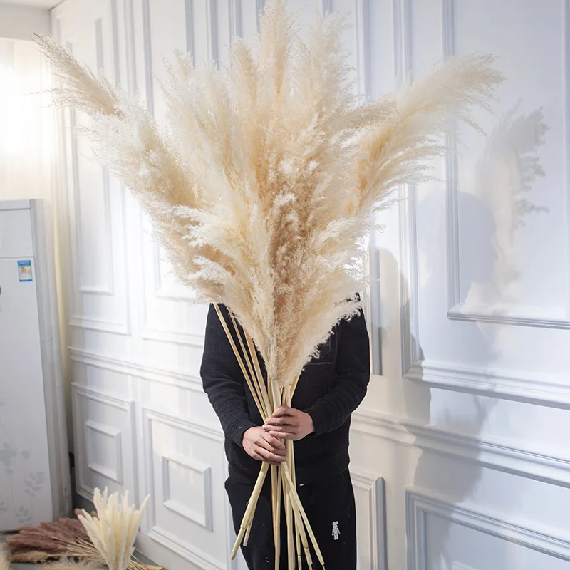 Pampas Grass Hot Sale Natural Dried Flower Large Fluffy Big Pampas