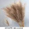 Long-stemmed, five-pronged reed, brown