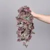 Planta colgante morada con hojas de caparazón de tortuga, tamaño 5.