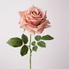 Rosa rosa ciliegia