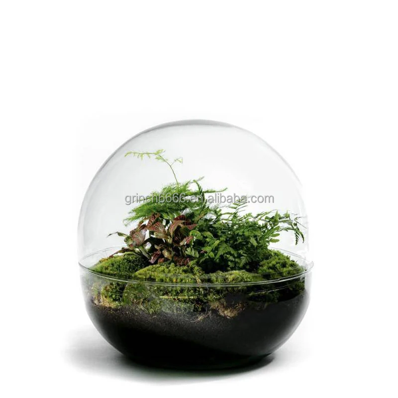 Domed Glass Terrarium Botanical Plants Vase Globe Terrarium Kit Buy
