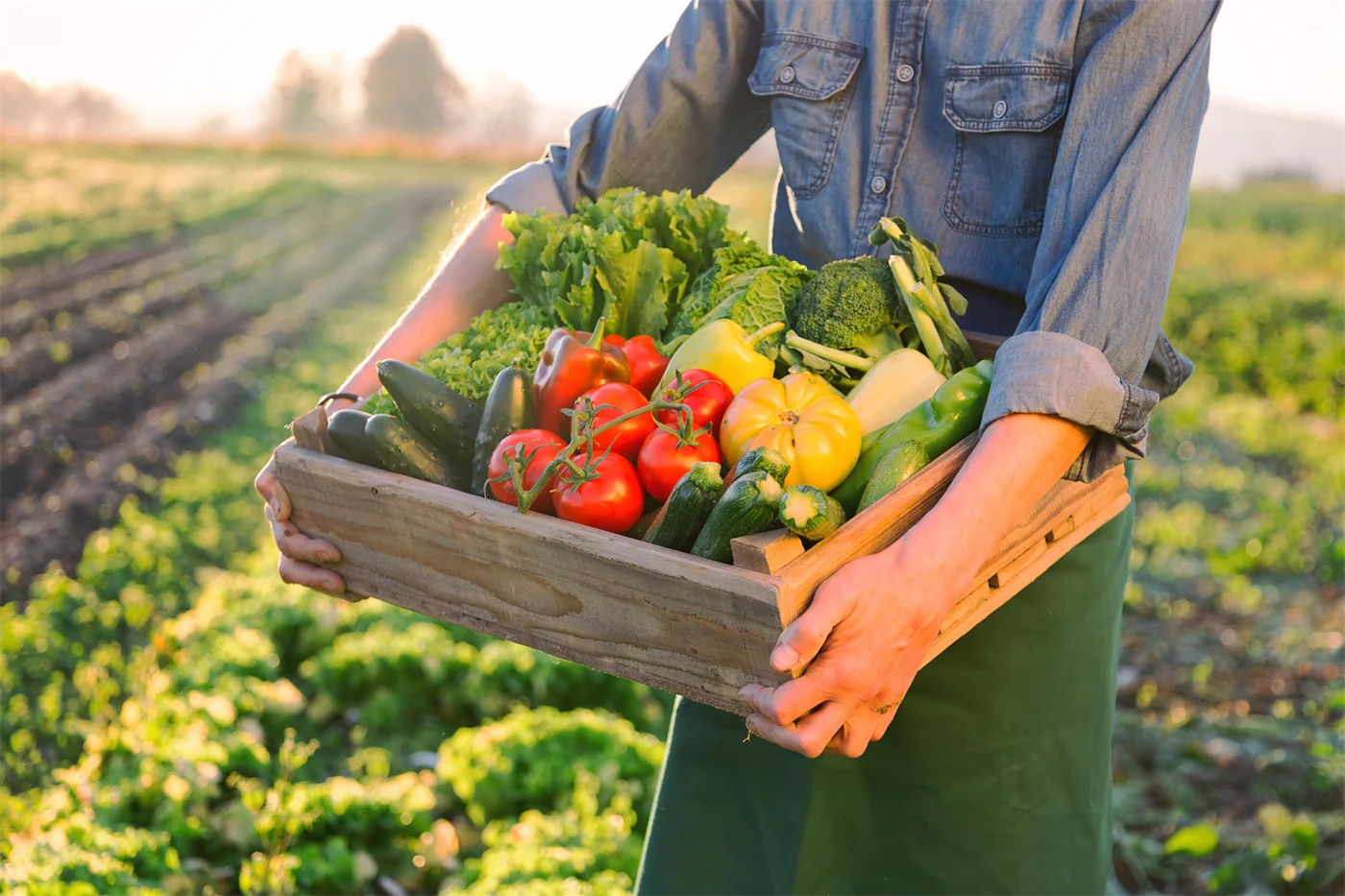 Grow vegetables and fruits. Поле овощей. Фермерское хозяйство овощи. Ферма овощей. Фермерство овощи фрукты.