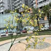 5#  5Forchetta cielo stellato Giallo