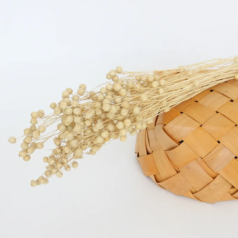Wholesale Top Quality Jequirity Bean Dry Jumble Beads Bouquet Bulk Dried Flowers Decoration