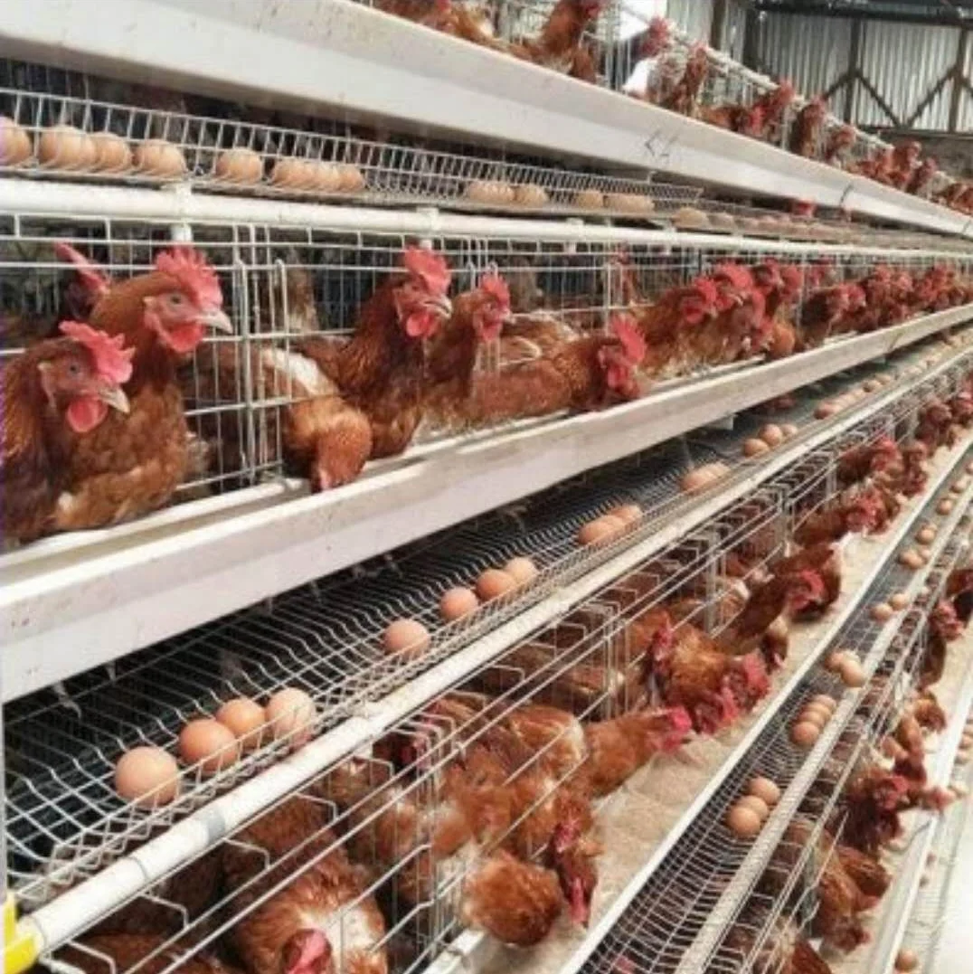 10000 Birds Automatic Chicken Egg  Layer Cages  System Laying Hens Animal  Poultry Battery Cages for Poultry Farm Prices