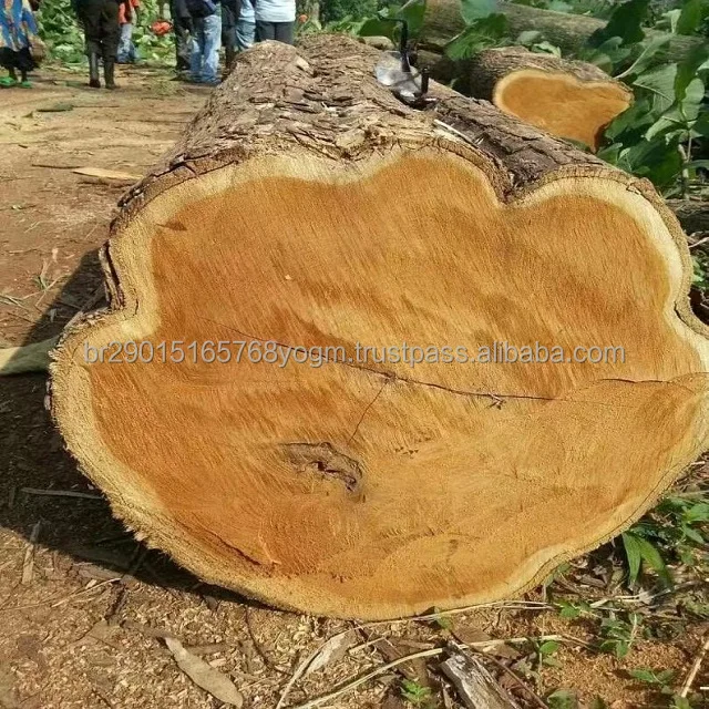 Kiaat Or Muninga Or Mukwa Wood (pterocarpus Angolensis) Square And ...