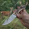 Stag Horn