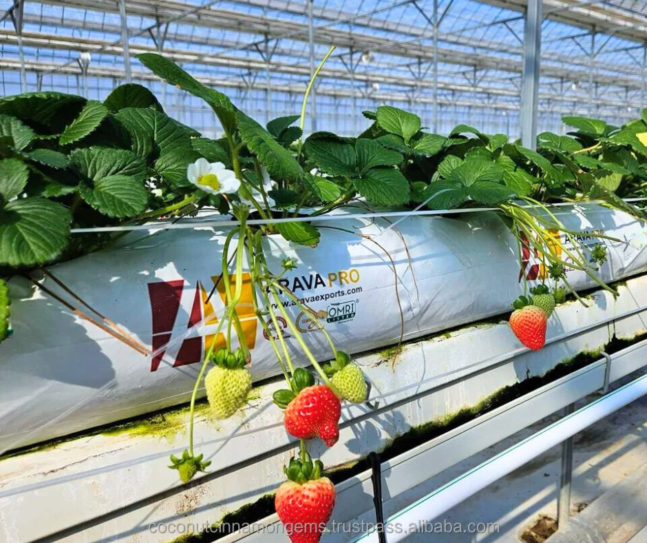 Hydroponic Coco Peat Strawberry Growbags Sustainable Planting