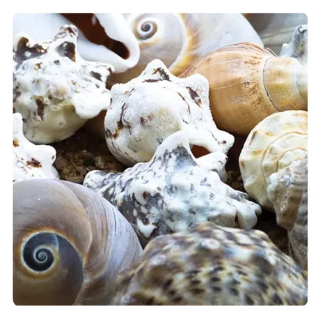 VIBRANT COLORED SEASHELLS for CREATIVE ART and CRAFT IDEAS