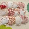 Conchas de vieira marrones (Tamaño: 5cm - 6cm)