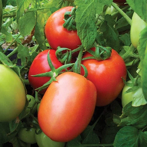 Семена томатов гибрид магазин семена витрины